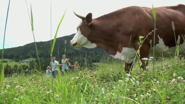 Mucca in primo piano guarda famiglia che corre