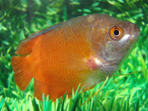fish Ljalius red Colisa lalia “red” var.
