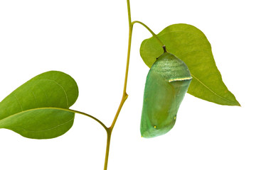 Fototapeta premium Pupae of monarch butterfly