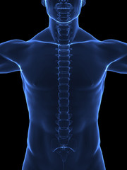 Human spine x ray front view