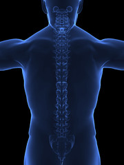 Human spine x ray back view