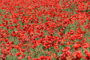 Champ de coquelicot