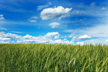 Colorful green field of unripe wheat with cloudy blue sky