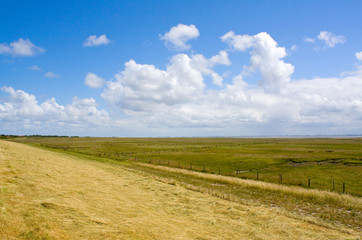 Fototapeta premium Wiese