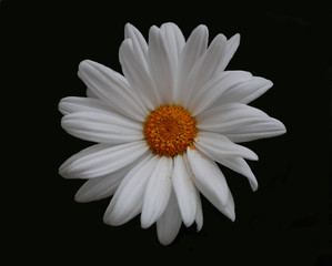 MARGARITA - FLOWER
