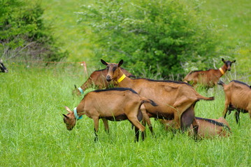 troupeau de chèvres