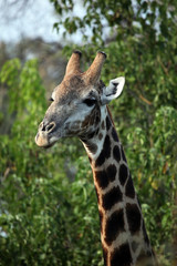 Giraffe profile