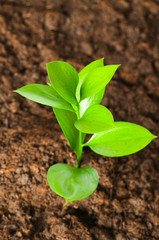 New life concept - green seedling growing out of soil