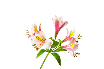 Colourful lilies isolated on the white background