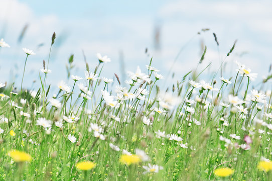 Fototapeta chamomile