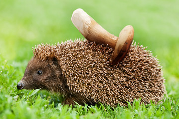 hedgehog