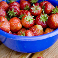 frisch gepflückte erdbeeren