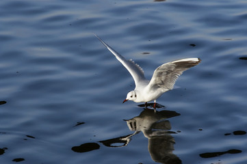 splashdown