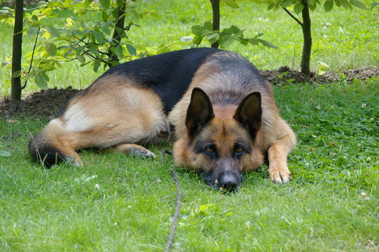 Sch&auml;ferhund liegt m&uuml;de auf Wiese