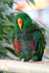 Edelpapagei in der Mauser