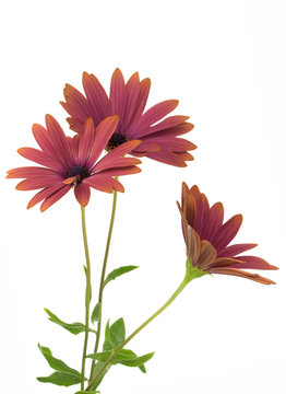 Osteospermum