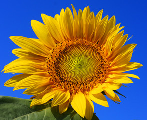 Obraz premium sunflower and blue sky background