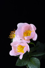 pink flowers of a dog-rose with water dorps