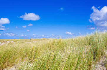 Dünenlandschaft