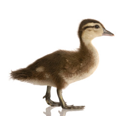 baby mallard duck isolated on white background