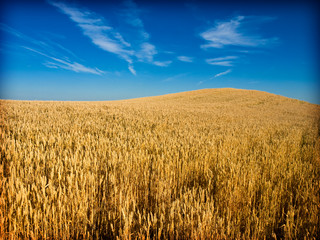 Obraz premium wheat field
