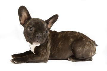 Welpe der Rasse Französische Bulldogge