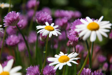 Margeriten Postergrösse