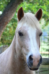 Pferde-Portrait