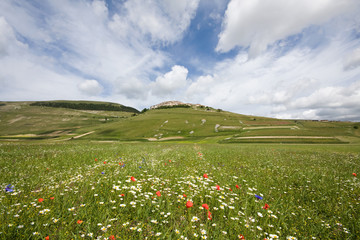 Fioritura