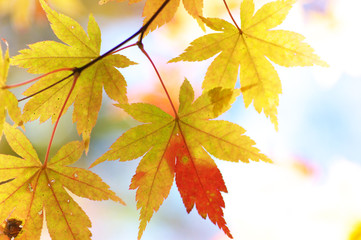 紅葉イメージ２