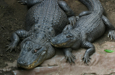 alligator