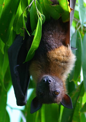 flying fox © Galló Gusztáv