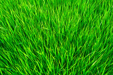 Grass