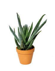 cactus plant in a pot