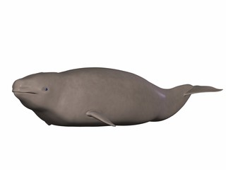 Narwal (Monodon monoceros) © Andreas Meyer