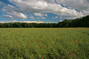 Panorama - Klatschmohn im Rapsfeld