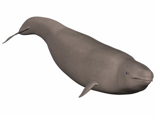 Narwal (Monodon monoceros) © Andreas Meyer