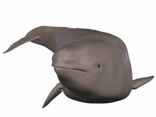 Narwal (Monodon monoceros) © Andreas Meyer