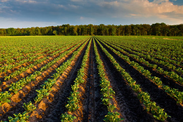 Fototapeta Countryside with potato field obraz