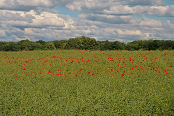 Klatschmohm im Rapsfeld