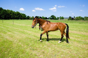 Obraz premium Two horses