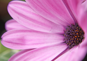 Fototapeta premium Blüte