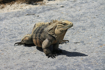 Iguana