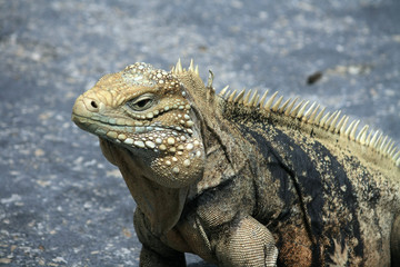 Iguana
