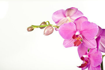 Naklejka premium orchidea