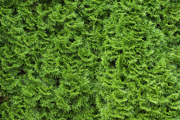 Thuja texture