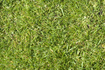 Grass texture