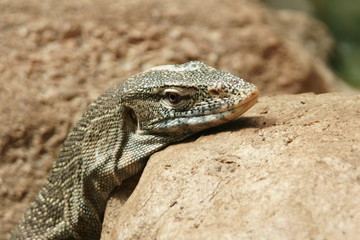 Leguan
