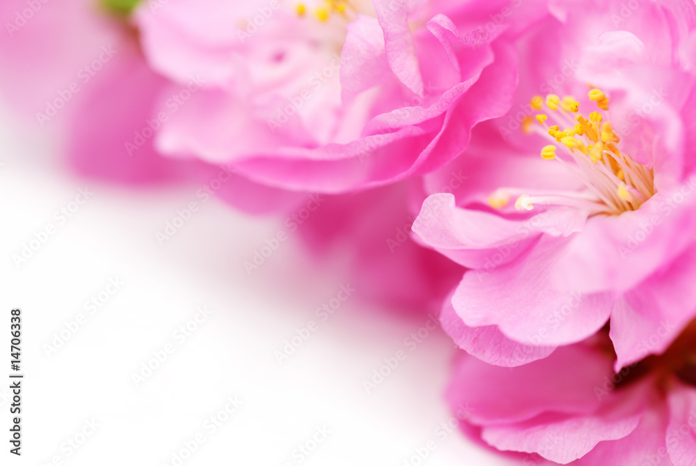 Poster Pink Flower Background