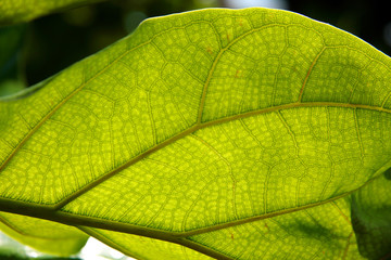 green leaf